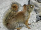 21-Mei - Red Squirrel - Lake Louise